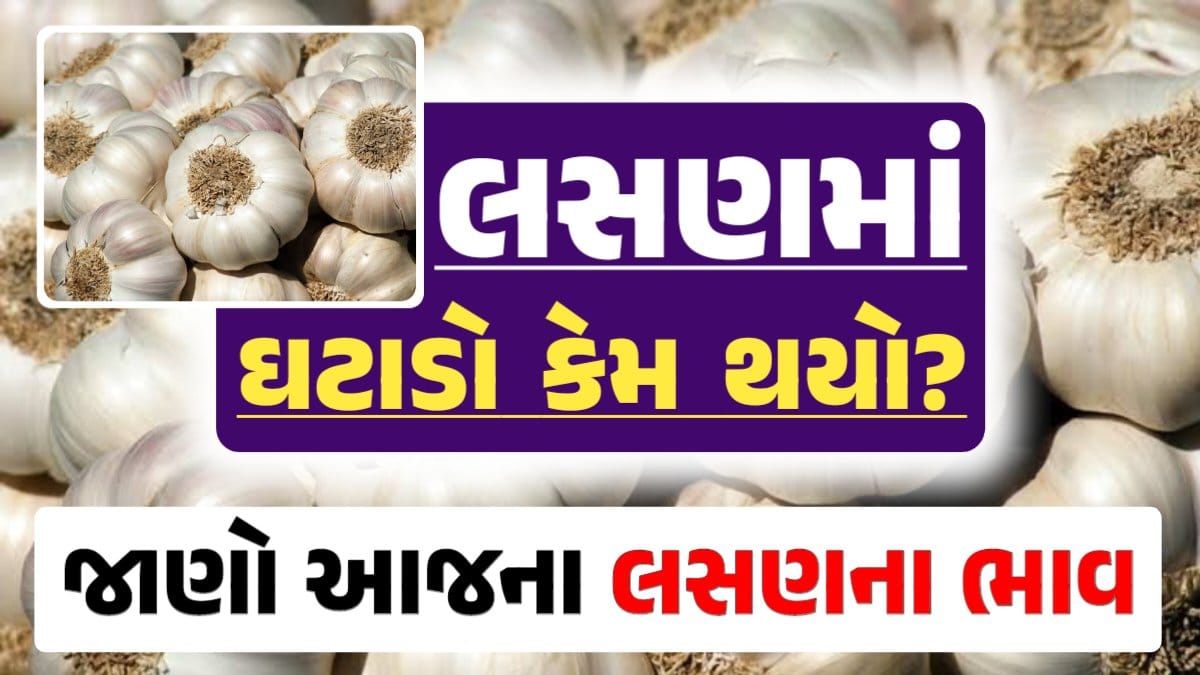 લસણ, લસણના બજાર, Lasan Bajar bhav, Today Garlic Price, lasan bhav darkslateblue-finch-454985.hostingersite.com