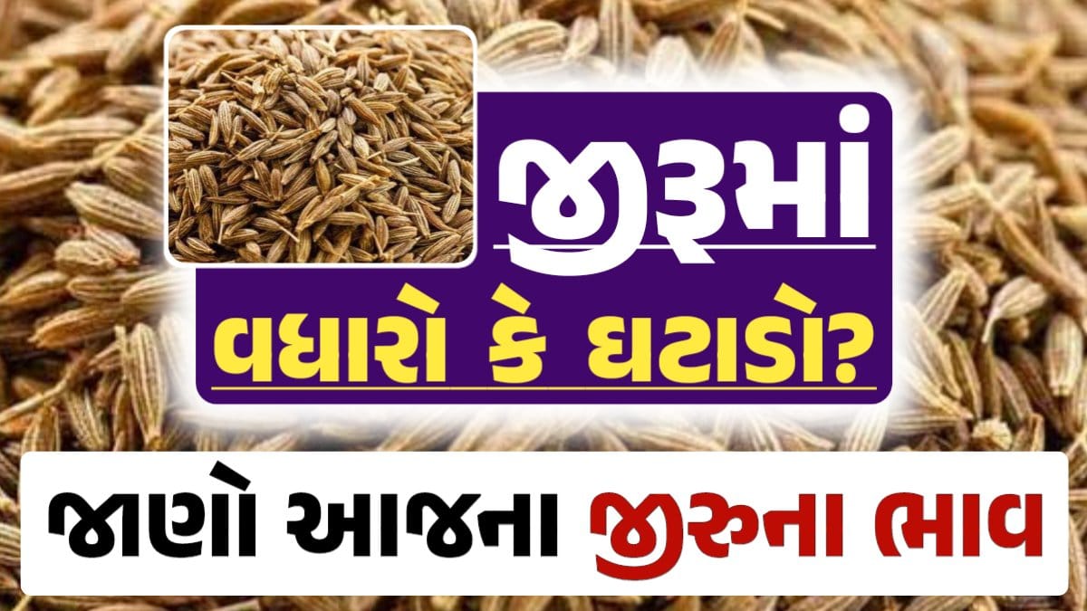 Jiru Rate, 06-09-2024 આજના જીરૂના ભાવ, ઊંઝા જીરૂના ભાવ, Unjha Jeera Price, darkslateblue-finch-454985.hostingersite.com