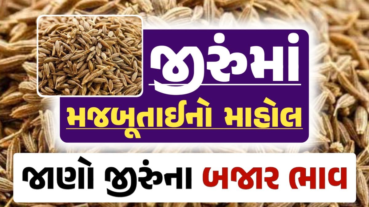 Today Jiru Rate, 11-09-2024 આજના જીરૂંના ભાવ, ઊંઝા જીરૂંના ભાવ, Unjha Jeera Price, darkslateblue-finch-454985.hostingersite.com
