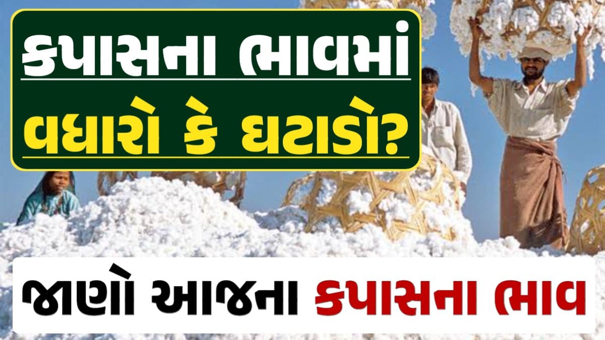 કપાસ, Cotton Price Today, કપાસના ભાવ, કપાસના બજાર ભાવ, Cotton Rate, darkslateblue-finch-454985.hostingersite.com