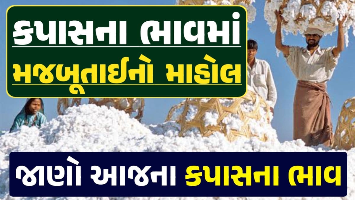 આજના કપાસ ના ભાવ, કપાસ ભાવ, Cotton Price 2024, કપાસના ભાવ, કપાસના બજાર ભાવ, Cotton Rate, કપાસના બજાર ભાવ 2024, Cotton Price 2024, darkslateblue-finch-454985.hostingersite.com