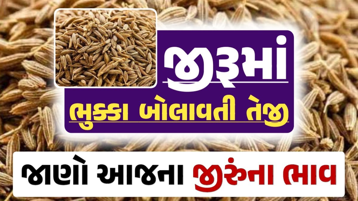 જીરુંના બજાર ભાવ, Today Jiru Price, 12-09-2024 આજના જીરૂંના ભાવ, ઊંઝા જીરૂંના ભાવ, Unjha Jeera Price, જીરુંના ભાવ, darkslateblue-finch-454985.hostingersite.com