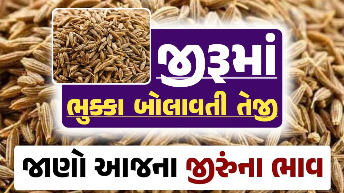 જીરુંના બજાર ભાવ 2024, Today Jiru Price, 12-09-2024 આજના જીરૂંના ભાવ, ઊંઝા જીરૂંના ભાવ, Unjha Jeera Price, જીરું ભાવ, darkslateblue-finch-454985.hostingersite.com