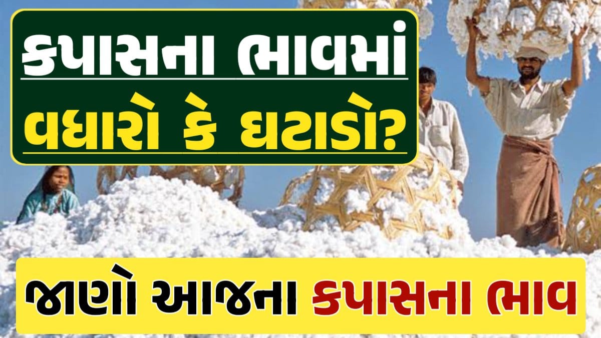 કપાસ ભાવ, Cotton Price 2024, કપાસના ભાવ, કપાસના બજાર ભાવ, Cotton Rate, કપાસના બજાર ભાવ 2024 darkslateblue-finch-454985.hostingersite.com