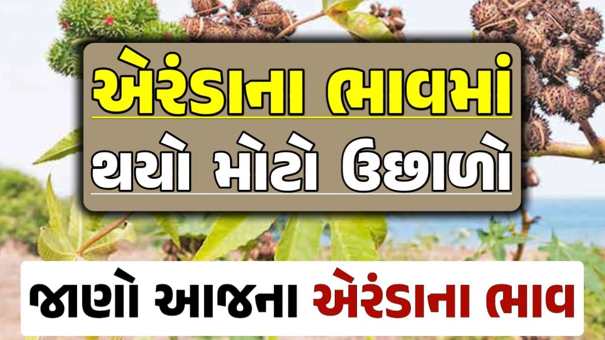 Eranda Price 2024, આજના એરંડાના બજાર ભાવ, એરંડાના ભાવ, બજાર ભાવ, એરંડામાં તેજી, darkslateblue-finch-454985.hostingersite.com