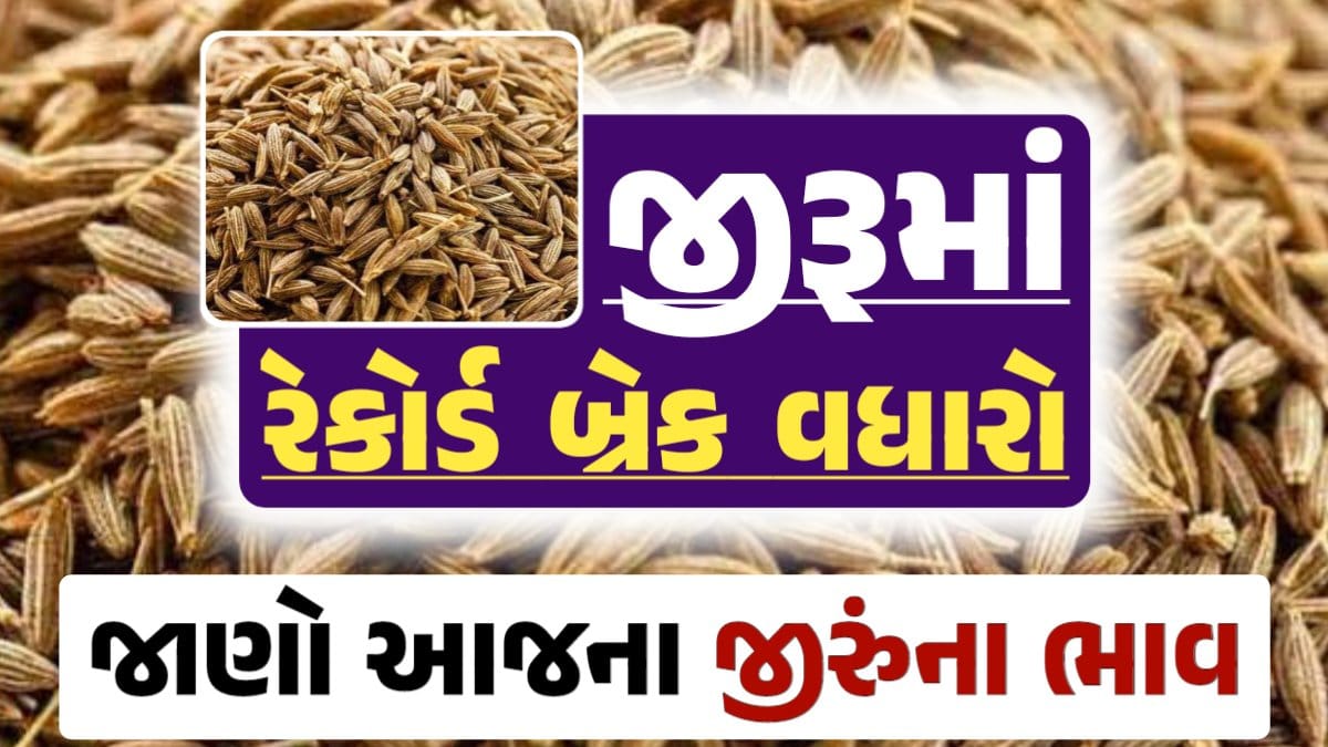 જીરુંના બજાર ભાવ, Today Jiru Price, આજના જીરૂંના ભાવ, ઊંઝા જીરૂંના ભાવ, Unjha Jeera Price, જીરુંના ભાવ, જીરું ભાવ 2024, જીરુ, jeeru, jeera, darkslateblue-finch-454985.hostingersite.com