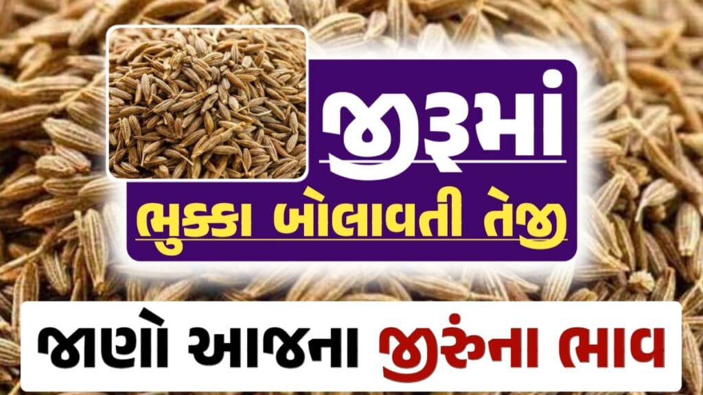 જીરાના ભાવ, જીરુંના બજાર ભાવ, Today Jiru Price, આજના જીરૂંના ભાવ, ઊંઝા જીરૂંના ભાવ, Unjha Jeera Price, જીરુંના ભાવ, જીરું ભાવ 2024, જીરુ, jeeru, jeera Price, darkslateblue-finch-454985.hostingersite.com