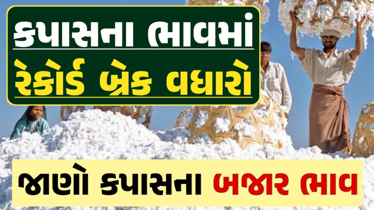 આજના કપાસ ના ભાવ, કપાસ ભાવ, Cotton Price 2024, કપાસના ભાવ, કપાસના બજાર ભાવ, Cotton Rate, કપાસના બજાર ભાવ 2024, Cotton Price 2024, darkslateblue-finch-454985.hostingersite.com