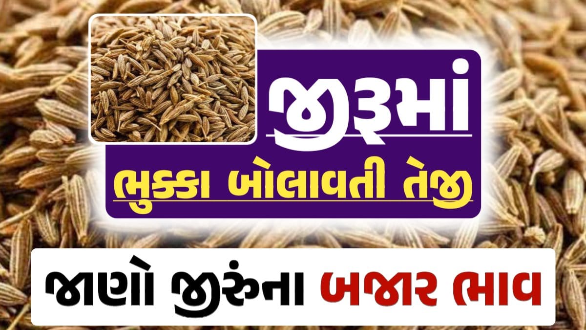 જીરું ભાવ 2024, Jiru Price, જીરુંના બજાર ભાવ, Today Jiru Price, આજના જીરૂંના ભાવ, ઊંઝા જીરૂંના ભાવ, Unjha Jeera Price, જીરુંના ભાવ, જીરું ભાવ 2024, જીરુ, jeeru, jeera, darkslateblue-finch-454985.hostingersite.com