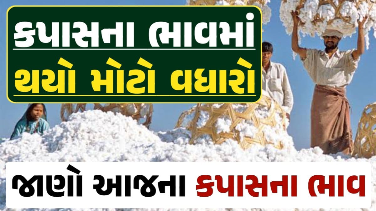 આજના કપાસ ના ભાવ, કપાસ ભાવ, Cotton Price 2024, કપાસના ભાવ, કપાસના બજાર ભાવ, Cotton Rate, કપાસના બજાર ભાવ 2024, Cotton Price 2024, darkslateblue-finch-454985.hostingersite.com
