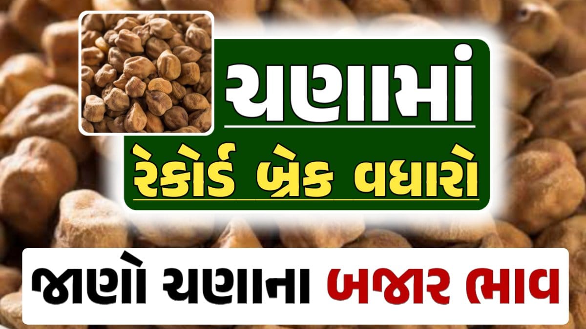 ચણા ભાવ 2024, Chickpeas Price, ચણાના બજાર ભાવ, Today Chickpeas Price, આજના ચણાના ભાવ, ઊંઝા ચણાના ભાવ, Unjha Chickpeas Price, ચણાના ભાવ, ચણા ભાવ 2024, ચણા, Chana, Chickpeas, darkslateblue-finch-454985.hostingersite.com