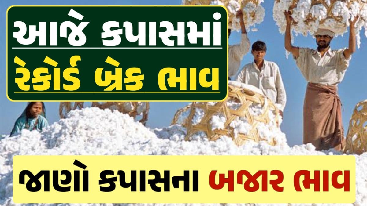 આજના કપાસ ના ભાવ, કપાસ ભાવ, Cotton Price 2024, કપાસના ભાવ, કપાસના બજાર ભાવ, Cotton Rate, કપાસના બજાર ભાવ 2024, Cotton Price 2024, darkslateblue-finch-454985.hostingersite.com