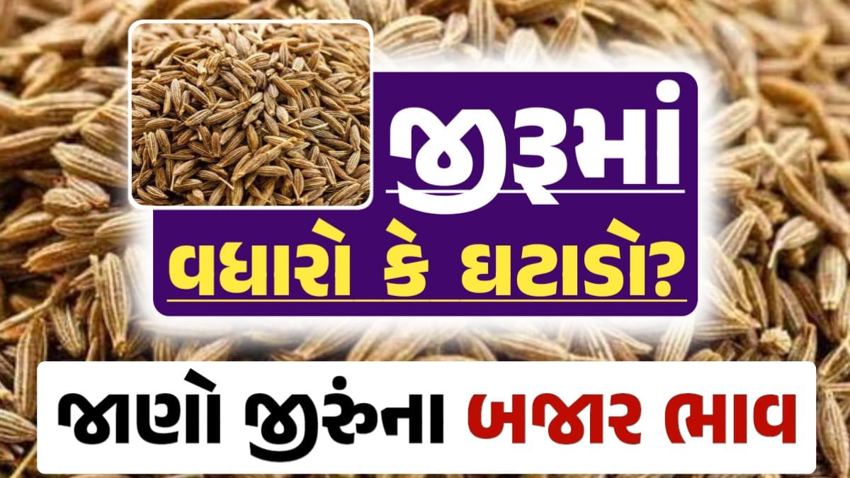 જીરાના ભાવ, જીરુંના બજાર ભાવ, Today Jiru Price, આજના જીરૂંના ભાવ, ઊંઝા જીરૂંના ભાવ, Unjha Jeera Price, જીરુંના ભાવ, જીરું ભાવ 2024, જીરુ, jeeru, jeera Price, જીરું, darkslateblue-finch-454985.hostingersite.com