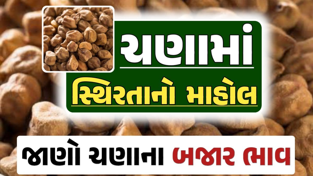 ચણા ભાવ 2024, Chickpeas Price, ચણાના બજાર ભાવ, Today Chickpeas Price, આજના ચણાના ભાવ, ઊંઝા ચણાના ભાવ, Unjha Chickpeas Price, ચણાના ભાવ, ચણા ભાવ 2024, ચણા, Chana, Chickpeas, darkslateblue-finch-454985.hostingersite.com