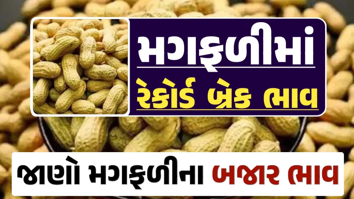 મગફળી, મગફળીના ભાવ, મગફળીના બજાર ભાવ, જીણી મગફળી, જાડી મગફળી, Magfali, magfali na bhav, magafali 2024, magfali apmc rate, magfali price, magfali rate, darkslateblue-finch-454985.hostingersite.com
