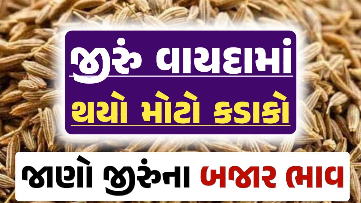 જીરું ભાવ 2024, Jiru Price, જીરુંના બજાર ભાવ, Today Jiru Price, આજના જીરૂંના ભાવ, ઊંઝા જીરૂંના ભાવ, Unjha Jeera Price, જીરુંના ભાવ, જીરું ભાવ 2024, જીરુ, jeeru, જીરું વાયદો, jeera, darkslateblue-finch-454985.hostingersite.com