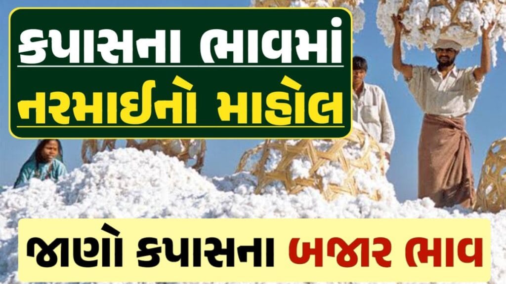 આજના કપાસ ના ભાવ, કપાસ ભાવ, Cotton Price 2024, કપાસના ભાવ, કપાસના બજાર ભાવ, Cotton Rate, કપાસના બજાર ભાવ 2024, Cotton Price 2024, darkslateblue-finch-454985.hostingersite.com