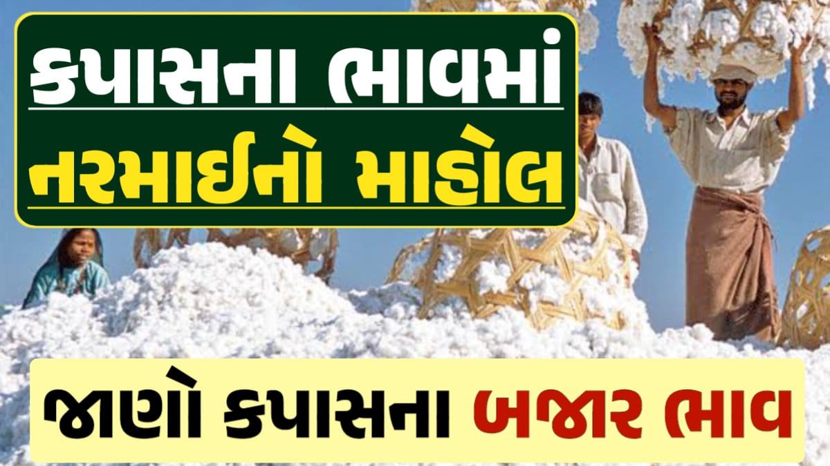 આજના કપાસ ના ભાવ, કપાસ ભાવ, Cotton Price 2024, કપાસના ભાવ, કપાસના બજાર ભાવ, Cotton Rate, કપાસના બજાર ભાવ 2024, Cotton Price 2024, darkslateblue-finch-454985.hostingersite.com