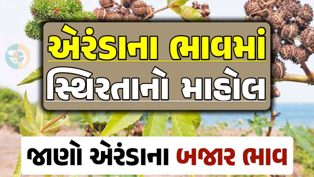 Eranda Price 2024, એરંડા ભાવ 2024, આજના એરંડાના બજાર ભાવ, એરંડાના ભાવ, બજાર ભાવ, એરંડામાં તેજી, એરંડા ભાવ, loksahay.com